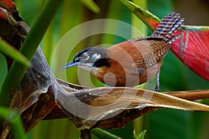 Bay Wren - Cantorchilus nigricapillus is a highly vocal wren species of forested areas, especially along watercourses, in the