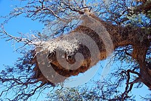 Baya birds colony in a camel-thorn tree