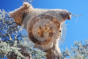 Baya birds colony in a camel-thorn tree