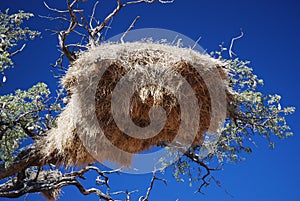 Baya birds colony in a camel-thorn tree