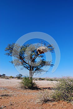 Baya birds colony in a camel-thorn tree