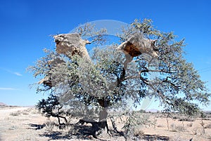 Baya birds colony in a camel-thorn tree photo