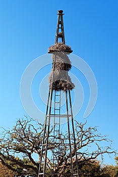 Baya birds colony on an old wind wheel pole