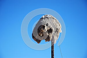 Baya birds colony on a telephone pylon photo