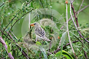 Baya juvenile