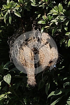 Baya nests photo