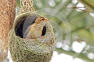 Baya viver chik in nesting session photo