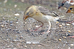 Baya viver female in nesting session photo