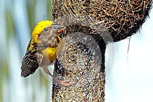 Baya viver female in nesting session photo