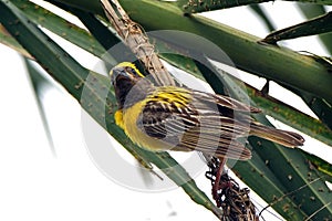 Baya viver male in nesting session photo