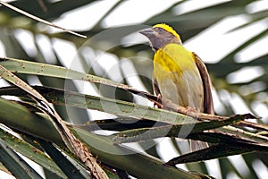 Baya viver male in nesting session