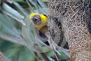 Baya viver male in nesting session photo