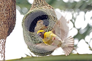 Baya viver male in nesting session photo