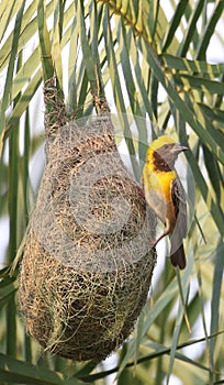 Baya weaver