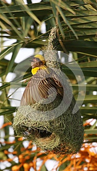 Baya weaver