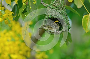 Baya Weaver