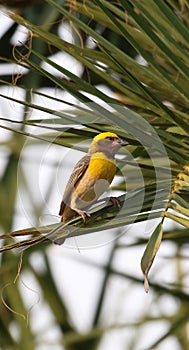 Baya weaver photo