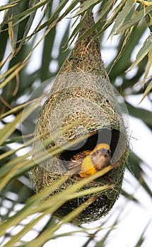 Baya weaver photo