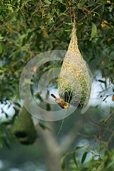 Baya Weaver Bird