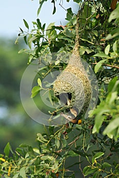 Baya Weaver Bird