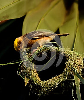 Tejedor pájaro creación nido polluelo 