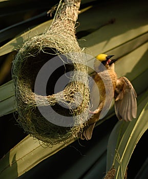 Tejedor pájaro creación nido polluelo 