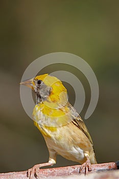 Baya weaver bird, natural nature, wallpaper