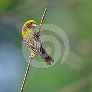 Tejedor pájaro, naturaleza fondo de escritorio 