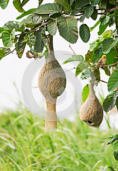 Baya weaver bird nest photo