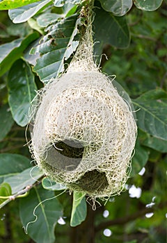 Baya weaver bird nest