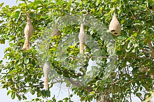 Baya weaver bird nest photo