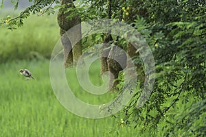 Baya weaver bird and Nest, Golden Baya weaver Building Nest On The Tree