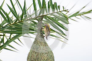 Baya Weaver Bird Ploceus philippinus constructing nest on Date Palm Tree