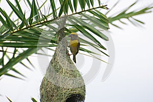 Baya Weaver Bird Ploceus philippinus constructing nest on Date Palm Tree