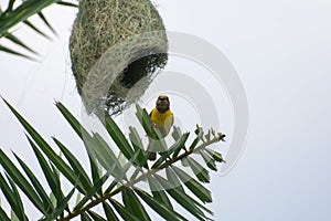 Baya Weaver Bird Ploceus philippinus plastering nest with  mud on Date Palm Tree