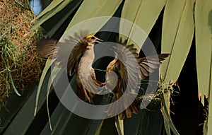 Baya weaver bird on tree for nest making photo