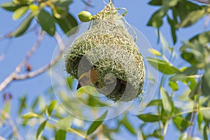 Baya Weaver bird with yellow head perching on its half-built pendant nests photo