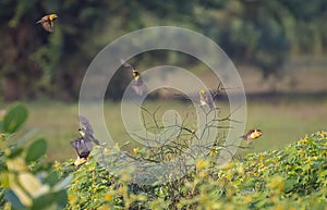 Baya Weaver Birds Flight Shot