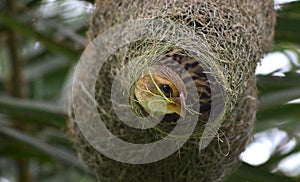 Baya weaver photo