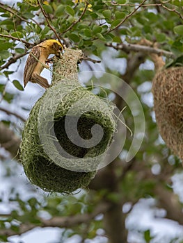Baya weaver Building Nest On The Tree.
