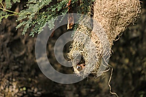 Baya weaver female peeping out of its nest starting at the camera to safegaurd the chicks/eggs from predators.