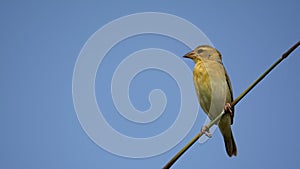 Baya weaver Female - Ploceus philippinus