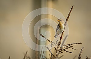 Baya weaver Female - Ploceus philippinus