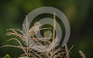 Baya weaver Female - Ploceus philippinus