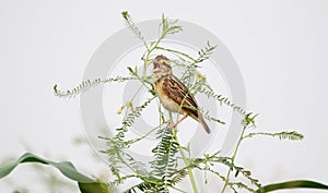 Baya weaver juvenile