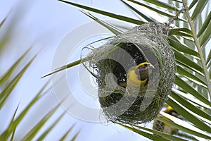 Baya weaver - King of nest buiding birds