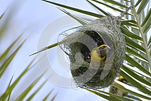 Baya weaver - King of nest buiding birds photo