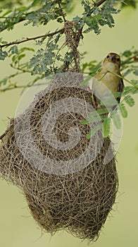 Tejedor creación su nido 