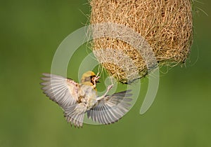 Baya Weaver making nest in breeding season