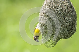 Pájaro nido a tejedor 